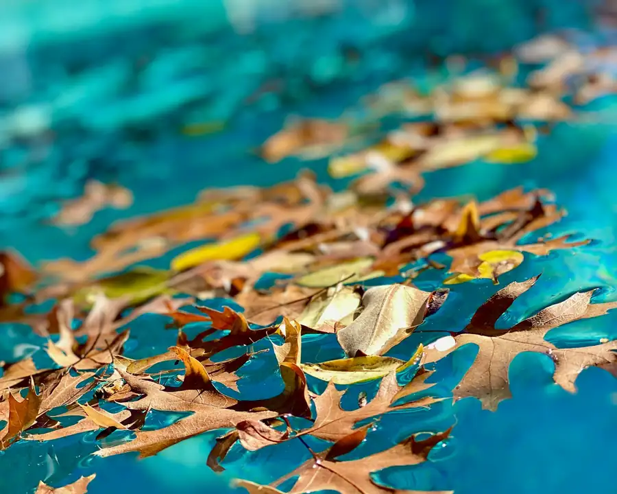 Brown oak leaves floating on blue pool water in autumn