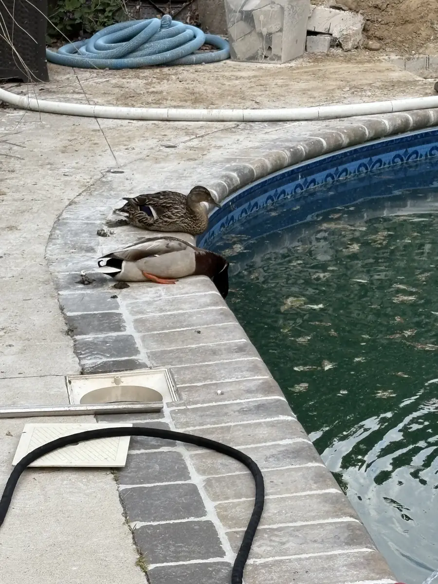 Two ducks resting on the coping of a pool with green water in spring